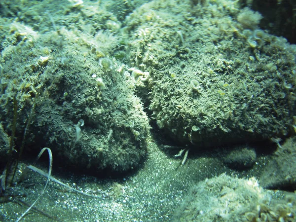 Θάλασσα Υφάλους Υποθαλάσσιο Φόντο Μονάδα Απομόνωσης — Φωτογραφία Αρχείου