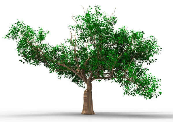 Strom Izolovaných Bílém Pozadí — Stock fotografie