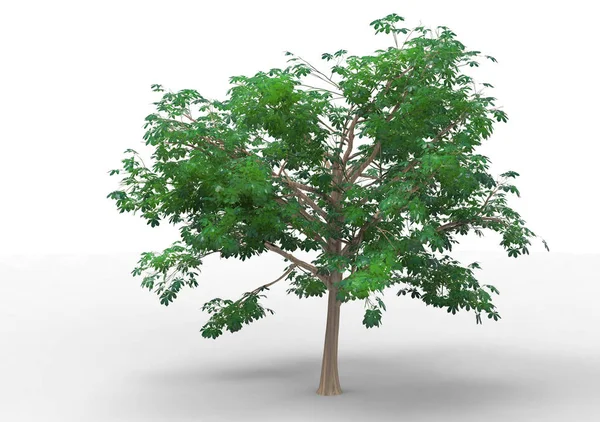 Intérieur Arbre Isolé Sur Fond Blanc — Photo