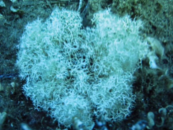 海藻類の水中背景 — ストック写真