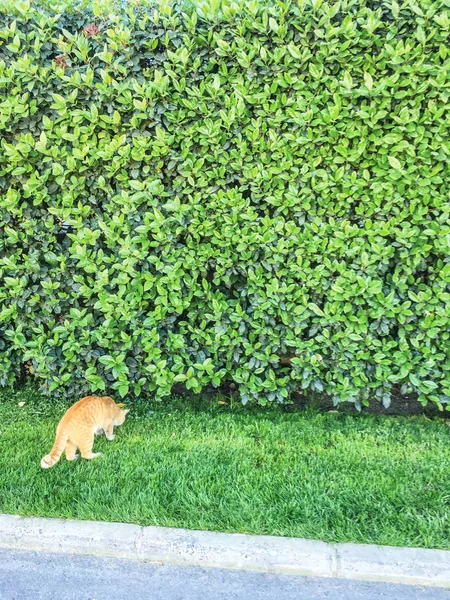 緑の壁 植物背景ユニット分離します — ストック写真