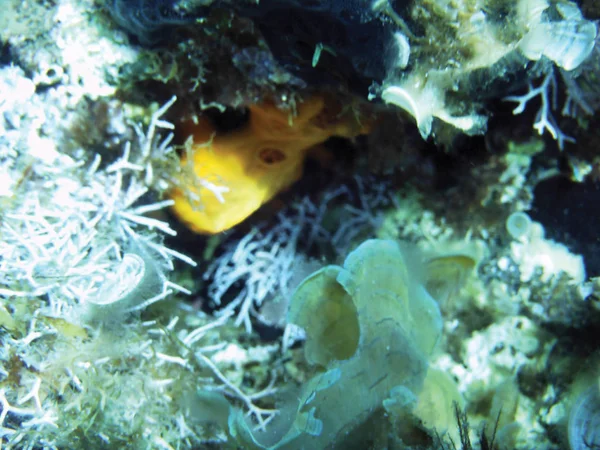 Sea Reefs Underwater Background Unit Isolate — Stock Photo, Image