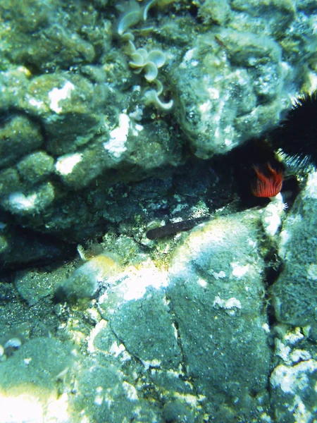海礁水下背景单位隔离 — 图库照片