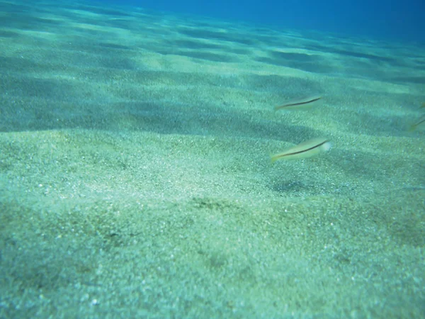 Meeresriffe Unter Wasser Hintergrundeinheit Isolieren — Stockfoto