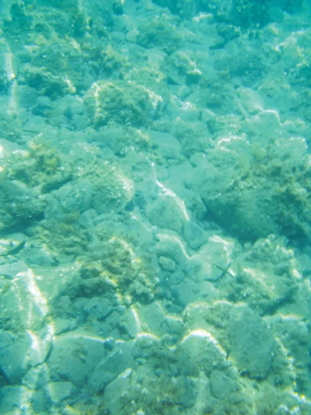 Meeresriffe Unter Wasser Hintergrundeinheit Isolieren — Stockfoto