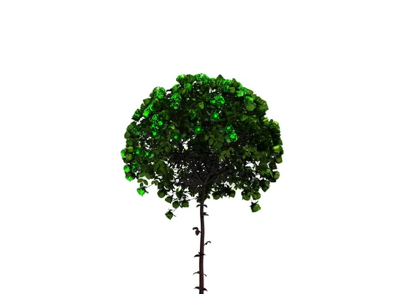 Albero Isolato Sfondo Bianco — Foto Stock