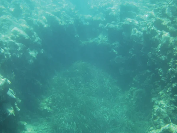 Morze Koralowe Podwodne Tło Urządzenie Izolować — Zdjęcie stockowe