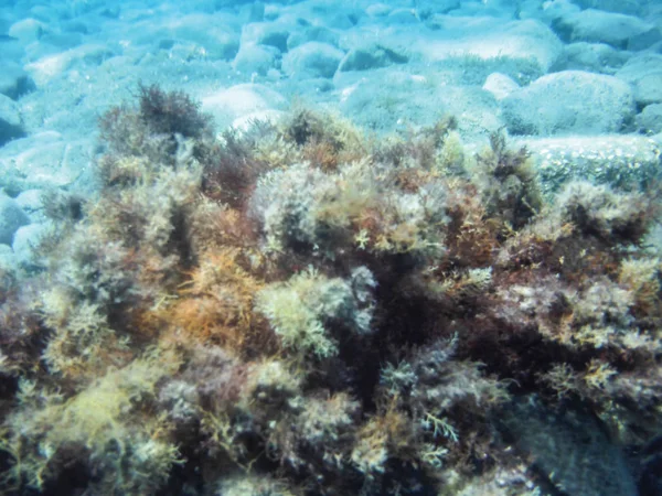 Alghe Marine Fondo Subacqueo — Foto Stock