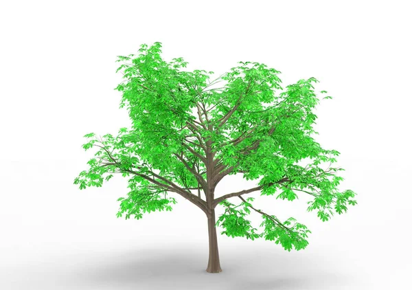 Tree Isolated White Background — Stock Photo, Image