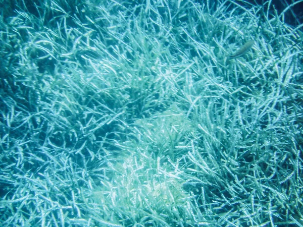 Sea Algae Underwater Background — Stock Photo, Image