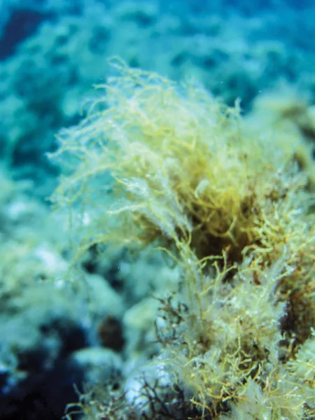 Havet Alger Undervattens Bakgrund — Stockfoto