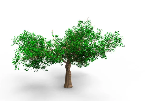 Árvore Isolado Fundo Branco — Fotografia de Stock