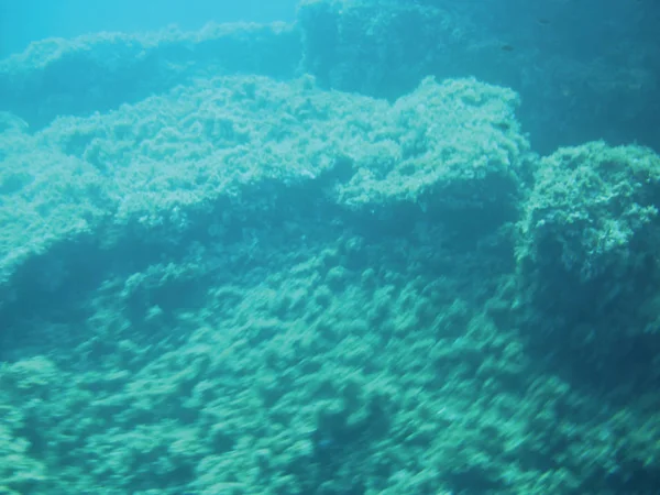 Sea Reefs Underwater Background Unit Isolate — Stock Photo, Image