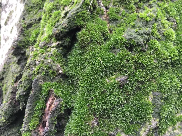 地衣背景单元分离 — 图库照片