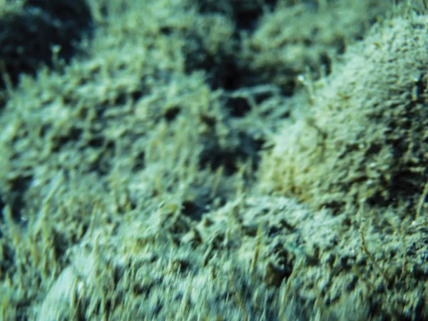Meeresalgen Unter Wasser Hintergrund — Stockfoto