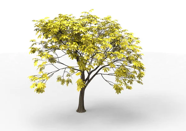 Tree Isolated White Background — Stock Photo, Image