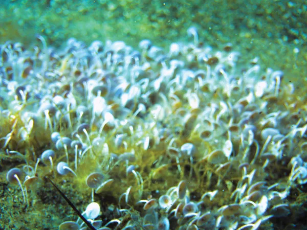 海藻類の水中背景 — ストック写真