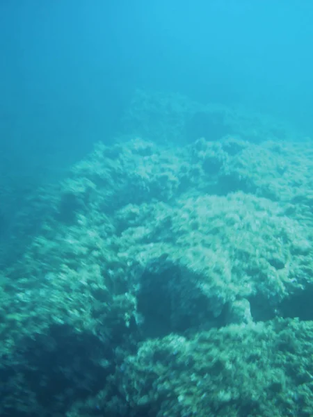 Arrecifes Marinos Unidad Fondo Submarino Aislado — Foto de Stock