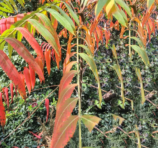 Leaf Background Unit Isolated — Stock Photo, Image