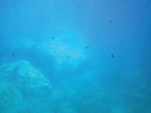 Sea Reefs Underwater Background Unit Isolate — Stock Photo, Image