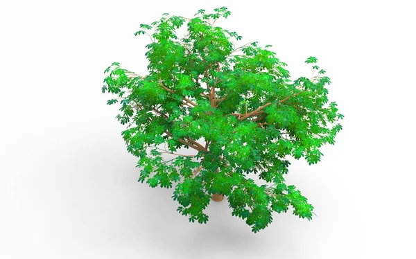 Innenraum Baum Isoliert Auf Weißem Hintergrund — Stockfoto