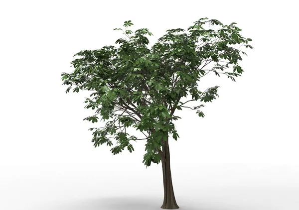 Tree Isolated White Background — Stock Photo, Image