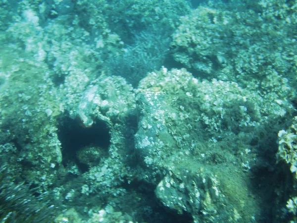 Sea Reefs Underwater Background Unit Isolate — Stock Photo, Image