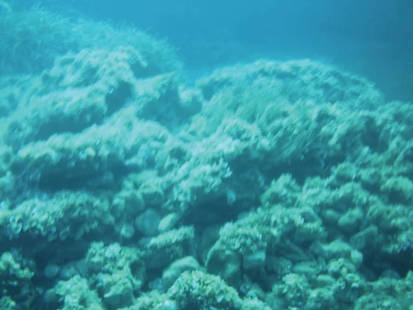 Morze Koralowe Podwodne Tło Urządzenie Izolować — Zdjęcie stockowe