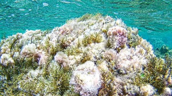 Изолировать Подводные Рифы — стоковое фото