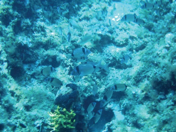 Arrecifes Marinos Unidad Fondo Submarino Aislado —  Fotos de Stock