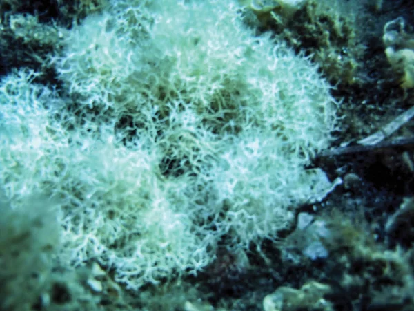 Sea Algae Underwater Background — Stock Photo, Image