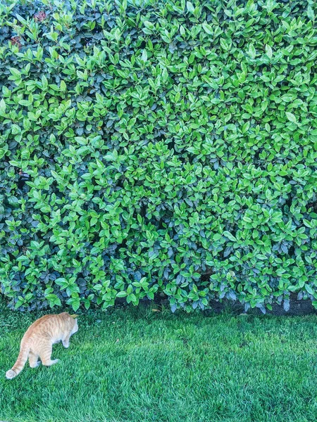 Parete Verde Impianto Fondo Isolato Unità — Foto Stock