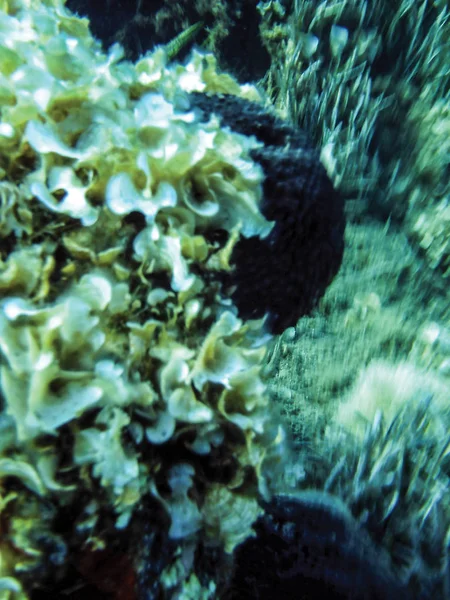 Alghe Marine Fondo Subacqueo — Foto Stock