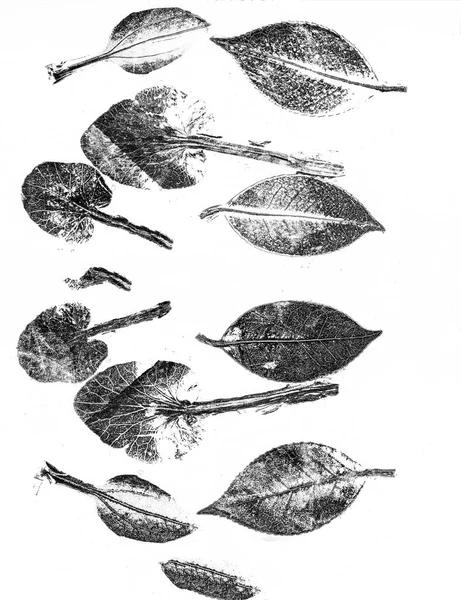 黑色和白色叶子图案背景单位隔离 — 图库照片