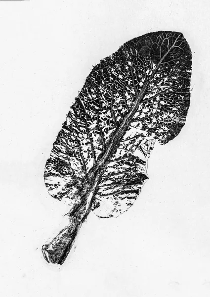 Black White Leaf Patterns Background Unit Isolate — Stock Photo, Image