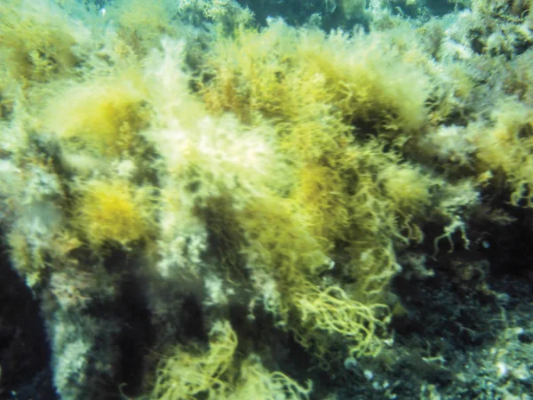 Alghe Marine Fondo Subacqueo — Foto Stock