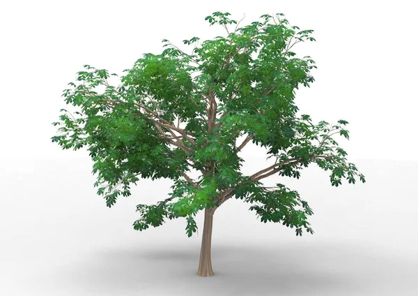 Ağaç Beyaz Bir Arka Plan Üzerinde Izole — Stok fotoğraf