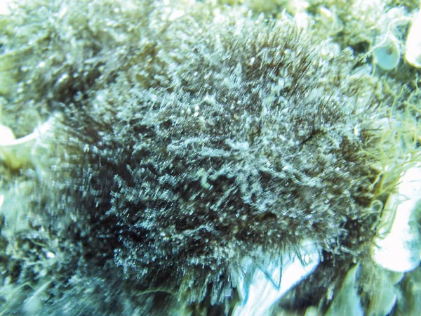 海藻水下背景 — 图库照片