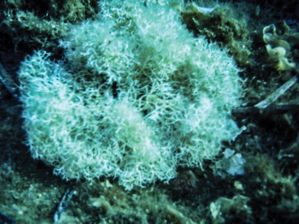 Sea Algae Underwater Background — Stock Photo, Image