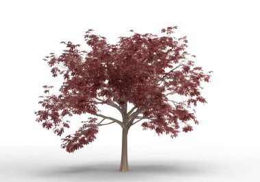 İç 3d ağaç beyaz bir arka plan üzerinde izole
