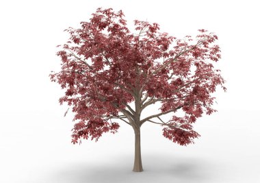 İç 3d ağaç beyaz bir arka plan üzerinde izole