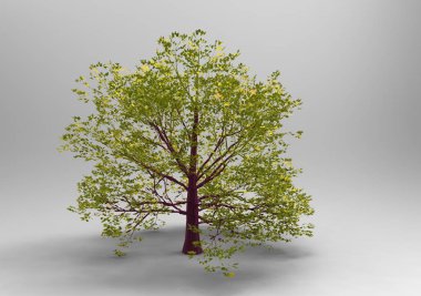 3d ağaç beyaz bir arka plan üzerinde izole