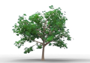 İç 3d ağaç beyaz bir arka plan üzerinde izole