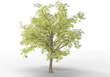 İç 3d ağaç beyaz bir arka plan üzerinde izole
