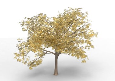 İç 3d ağaç beyaz bir arka plan üzerinde izole