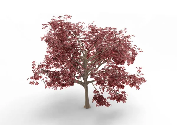 Interior Tree Isolerad Vit Bakgrund — Stockfoto