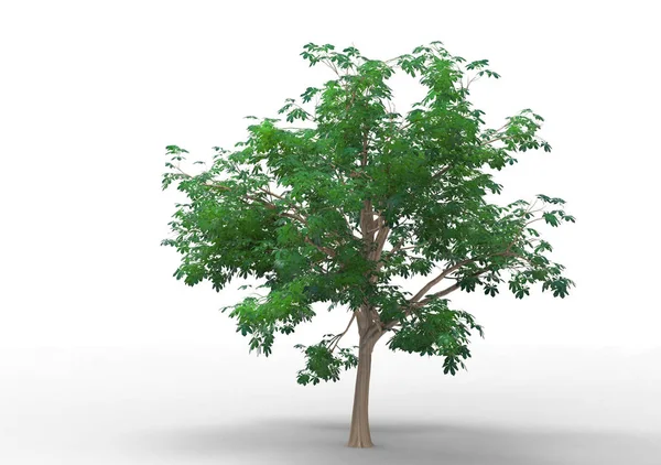 内部3D 树查出在白色背景 — 图库照片