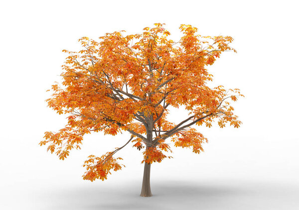 Interior 3D Tree isolated on a white background