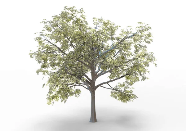 Ağaç Beyaz Bir Arka Plan Üzerinde Izole — Stok fotoğraf
