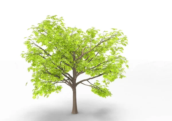 Innenraum Baum Isoliert Auf Weißem Hintergrund — Stockfoto